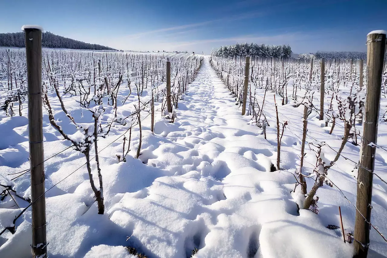 vignes_snow_champagne