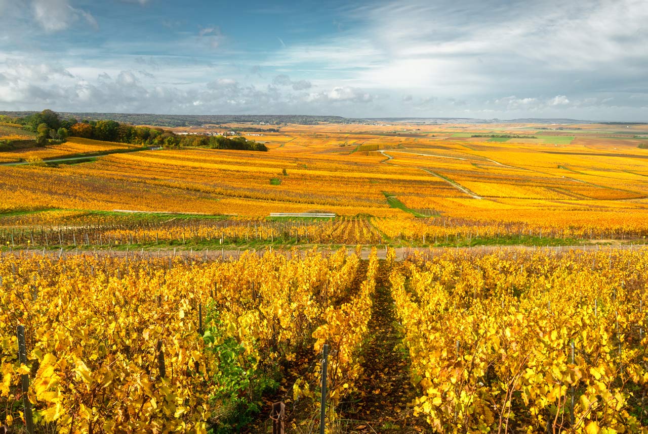 champagne_automne33